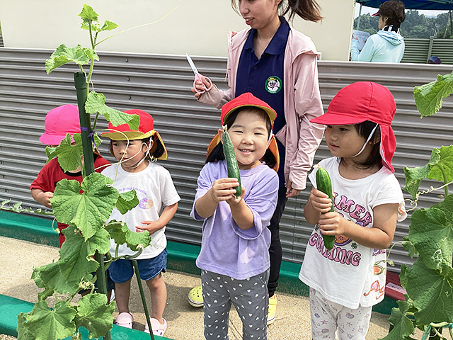 みんなで育てたきゅうり